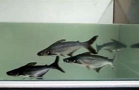 Image result for Little Pet Sharks