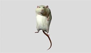 Image result for White Rat Meme