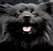 Image result for Smile Dog Black Room