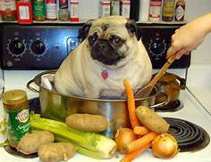 Image result for Thanksgiving Pug