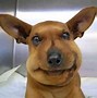 Image result for Dog Stung by Bee vs Cat