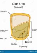 Image result for Corn Seed Structure Diagram