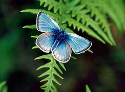 Image result for Amazing Butterflies