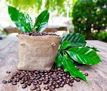 Image result for Plants That Love Coffee Grounds