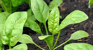 Image result for Female Spinach Plant