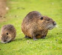 Image result for Muskrat Necropsy