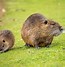 Image result for Show Me a Picture of a Muskrat