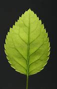 Image result for Fresh Leaf