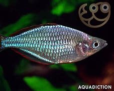 Image result for Dwarf Neon Blue Rainbow Fish