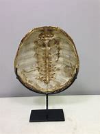 Image result for Turtle Shell Skeleton