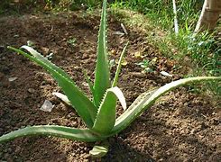 Image result for Kinds of Aloe Vera Plants