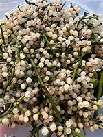 Image result for Mistletoe Seeds