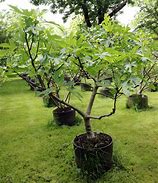 Image result for Higo Fig Tree