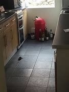 Image result for Kitchen Rat