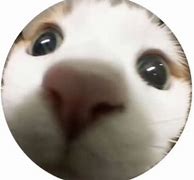 Image result for Fish Eye PFP Anime