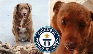 Image result for Oldest Dog Ever Recorded