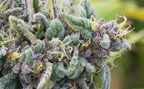 Image result for Kush Marijuana