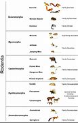 Image result for Rodent Family Tree