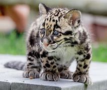 Image result for Clouded Leopard Babies