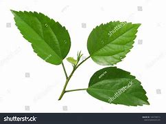 Image result for Hibiscus Leaf