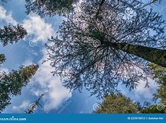 Image result for Tree Bark From Worms Eye View