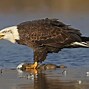 Image result for Bald Headed Eagle