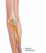 Image result for Abductor Pollicis Longus Is Isometrics