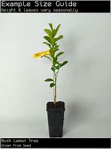 Image result for Bush Lemon Tree