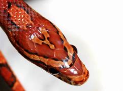 Image result for Orchid Corn Snake