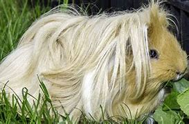 Image result for Brown Guinea Pig Long Hair