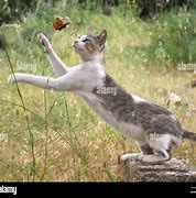 Image result for Cat Ctch Butteerfly