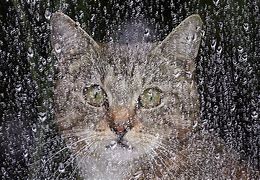 Image result for Cat Rain Quote