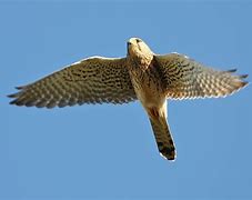 Image result for Kestrel