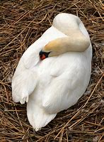 Image result for Swan Nesting Ashtrays