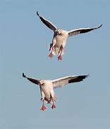 Image result for Arctic Snow Goose