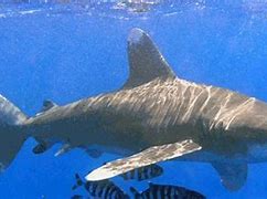 Image result for Black Shark Deep Water