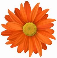 Image result for Orange Swirl Transparent Clip Art