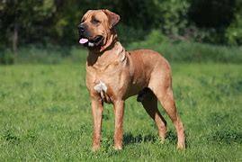 Image result for Torsa Inu