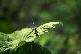 Image result for Butterfly with Wings Closed