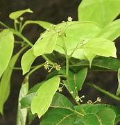 Image result for Camphor Tree Symbol