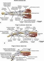 Image result for Anatomy of Extensor Tendon