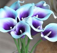 Image result for Calla Lily Flower Care