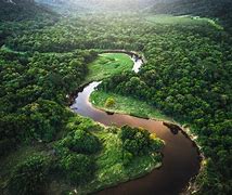 Image result for La Selva Amazonica