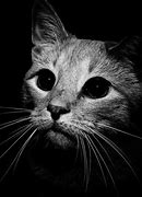 Image result for Keroppi Cat Black and White