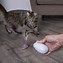 Image result for Mood Cat Toy