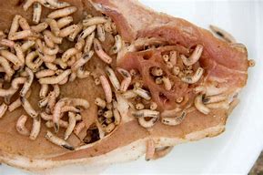 Image result for Maggots Meat