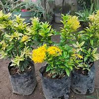 Image result for Asoka Kuning