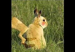 Image result for Real Life Pikachu Animal