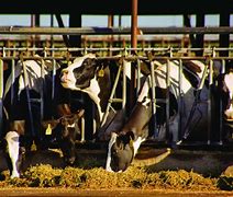 Image result for Funny Holstein Cows