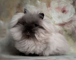 Image result for Siamese Sable Lionhead Rabbit